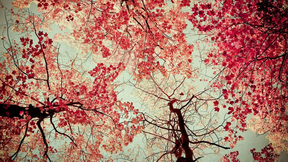 Nature - crimson autumn leaves. Downloaded from Wallhaven. Author and rights unknown - please get in touch for crediting, or if there's any issue.