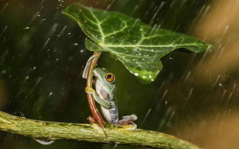 Nature - a frog shelters from the rain. Downloaded from Wallhaven. Author and rights unknown - please get in touch for crediting, or if there's any issue.